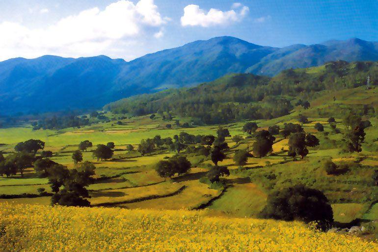 Green fields and hills of the Araku Valley
